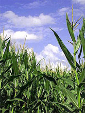 Crots Corn Maze!